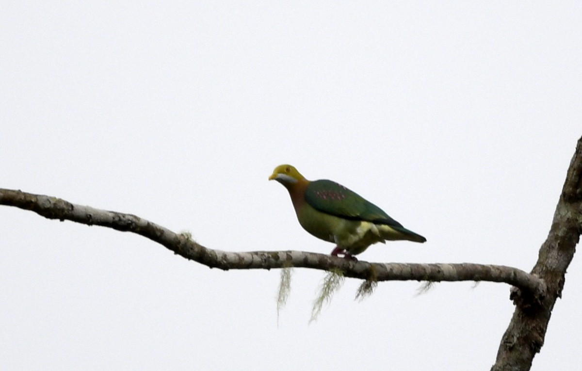 Pink-spotted Fruit-Dove - ML484967271