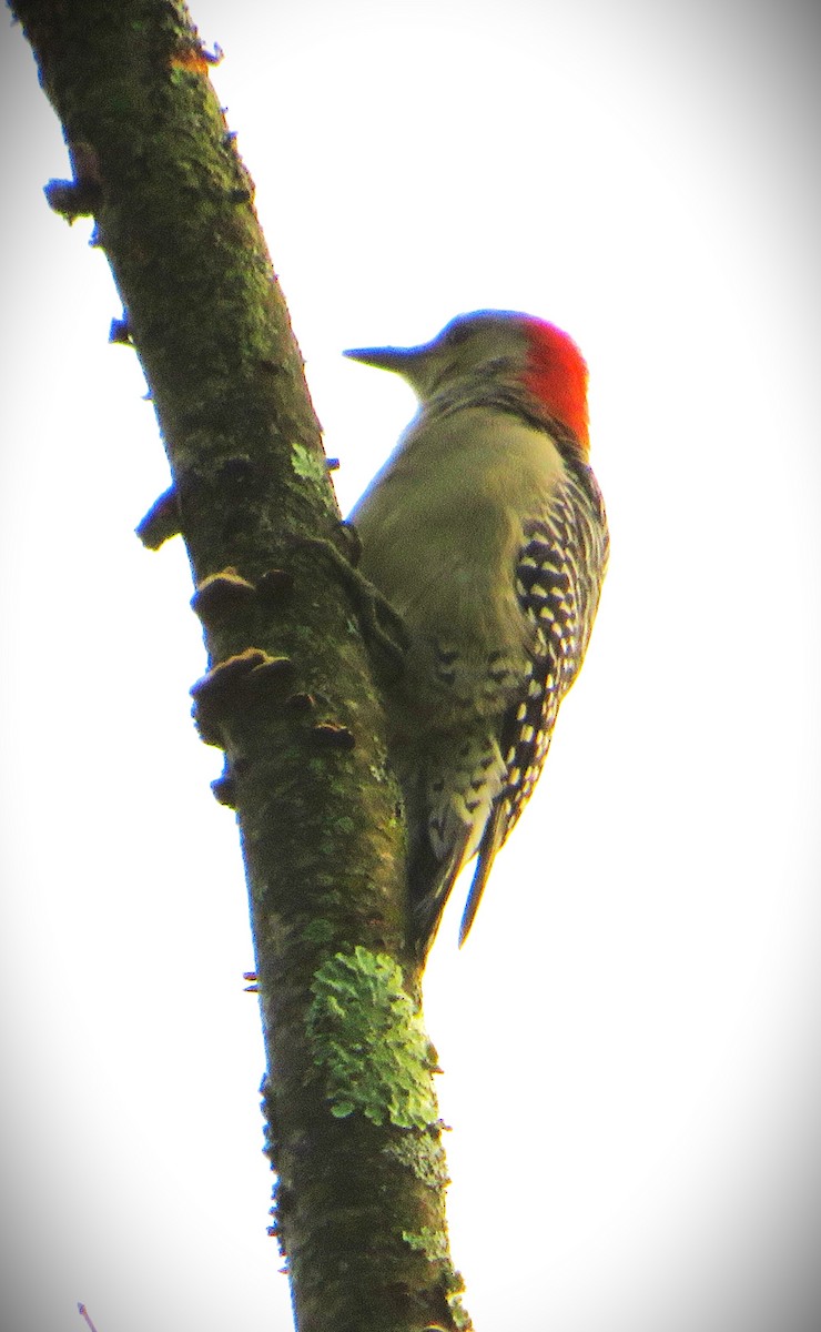 Red-bellied Woodpecker - ML484969321