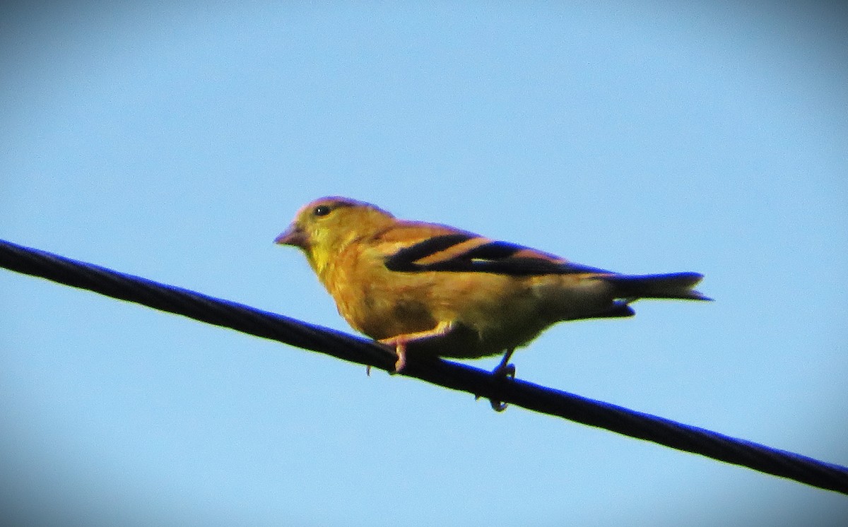 American Goldfinch - ML484969341