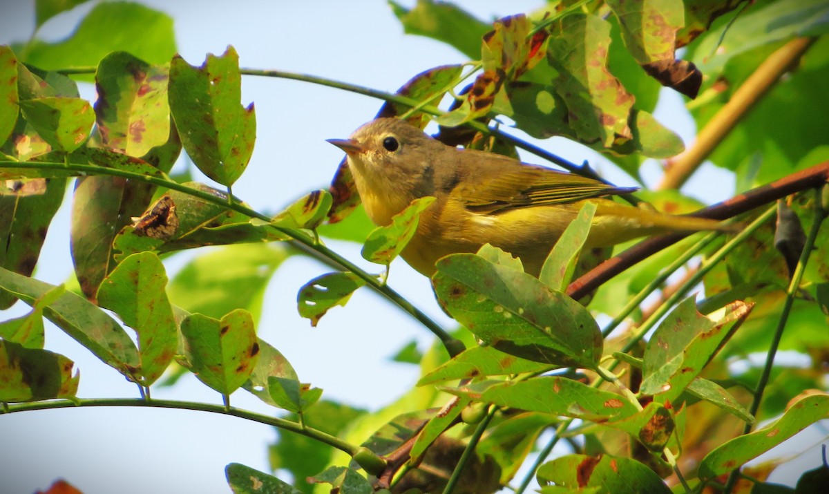 Common Yellowthroat - ML484969421