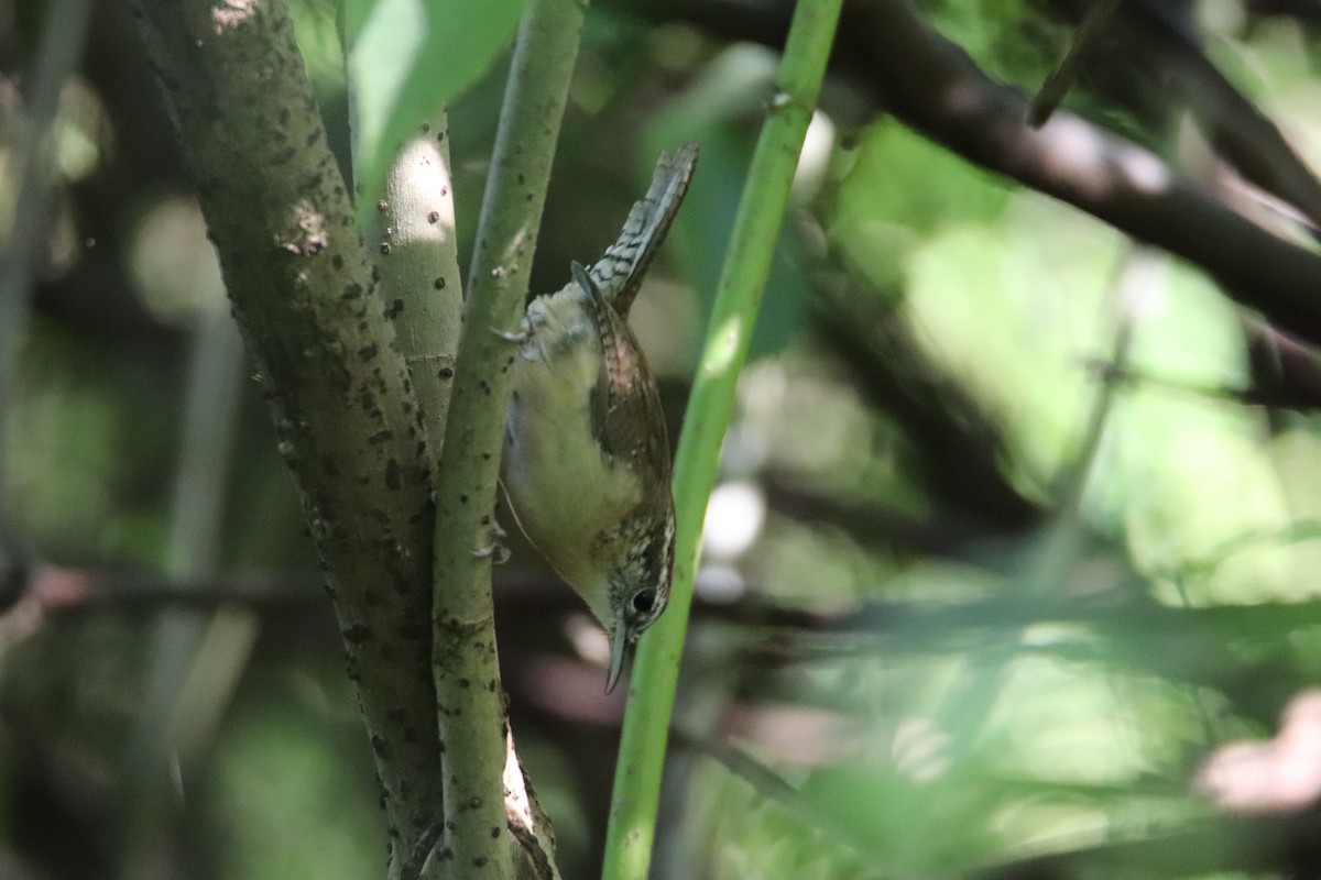 Carolina Wren - ML484969591