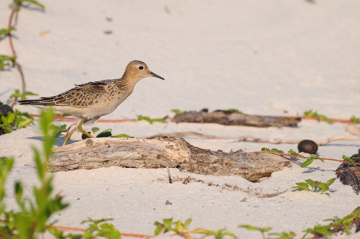 Buff-breasted Sandpiper - ML484969841