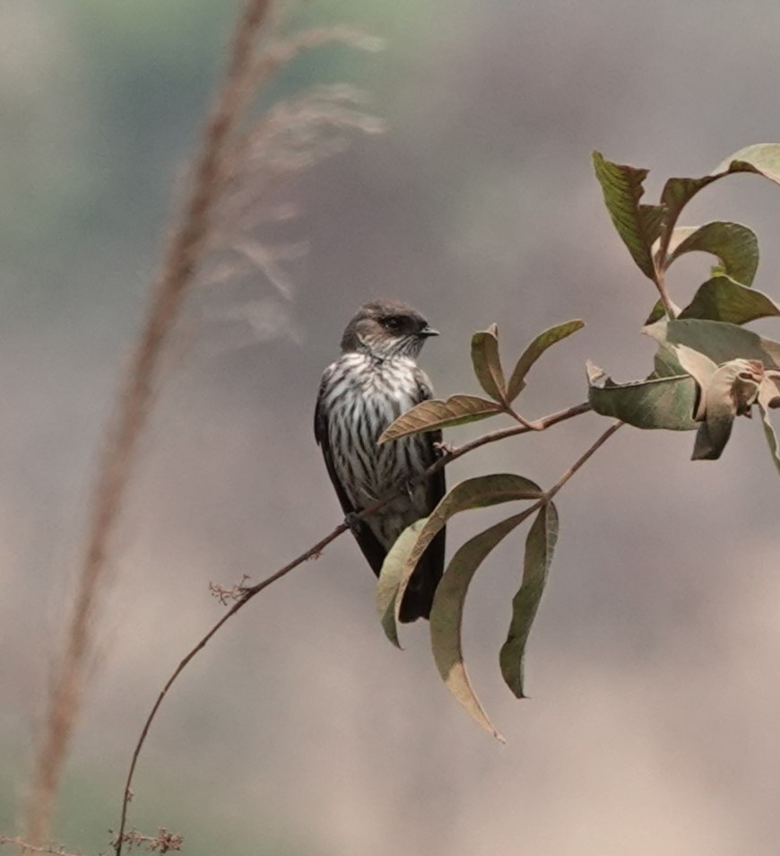 Golondrina del Congo - ML484970601