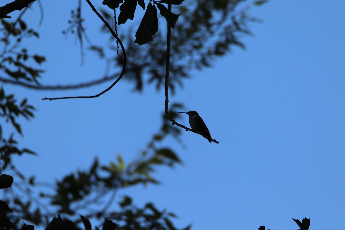 Ruby-throated Hummingbird - John Keegan