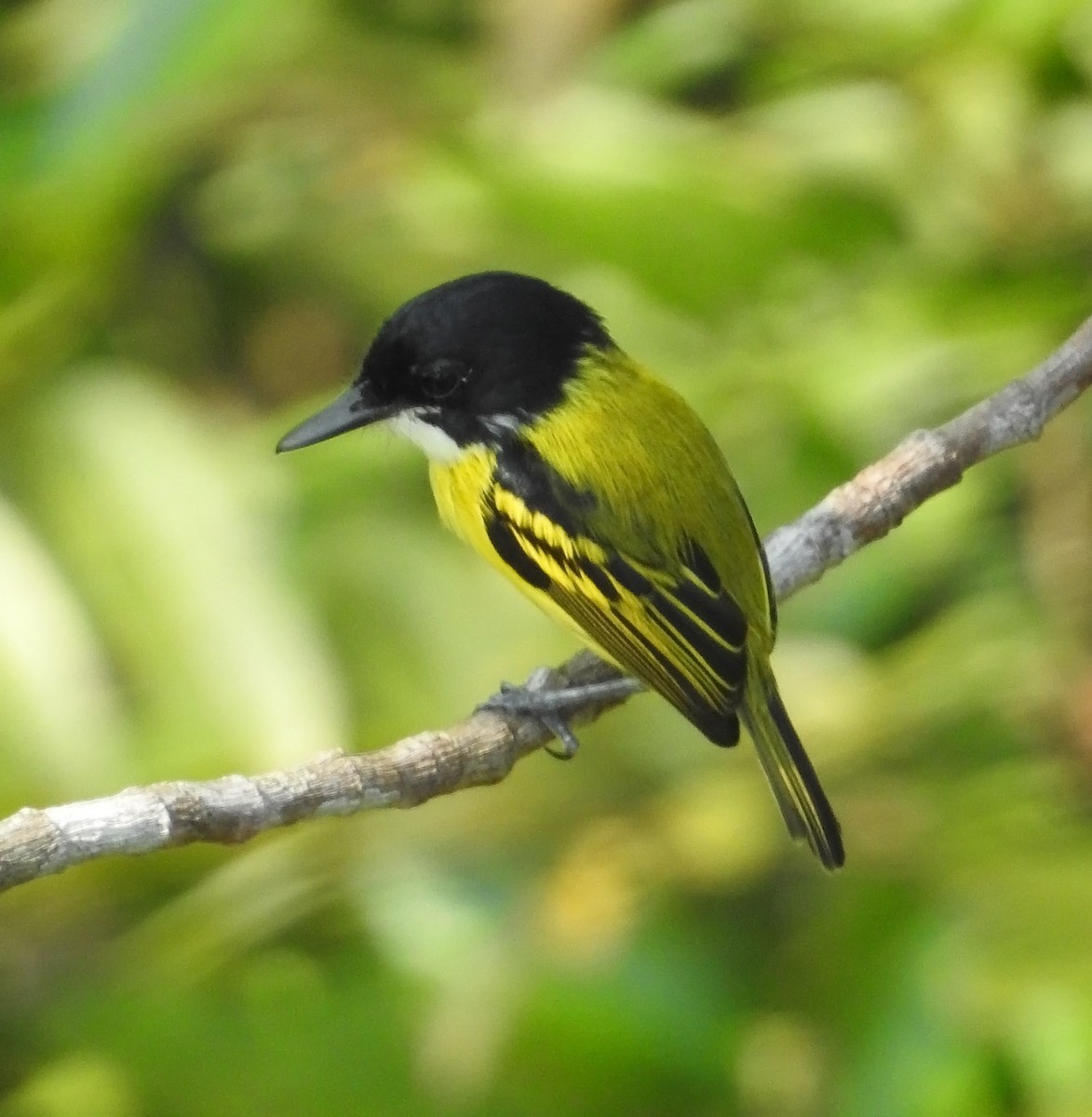 Black-headed Tody-Flycatcher - Trevor Ellery