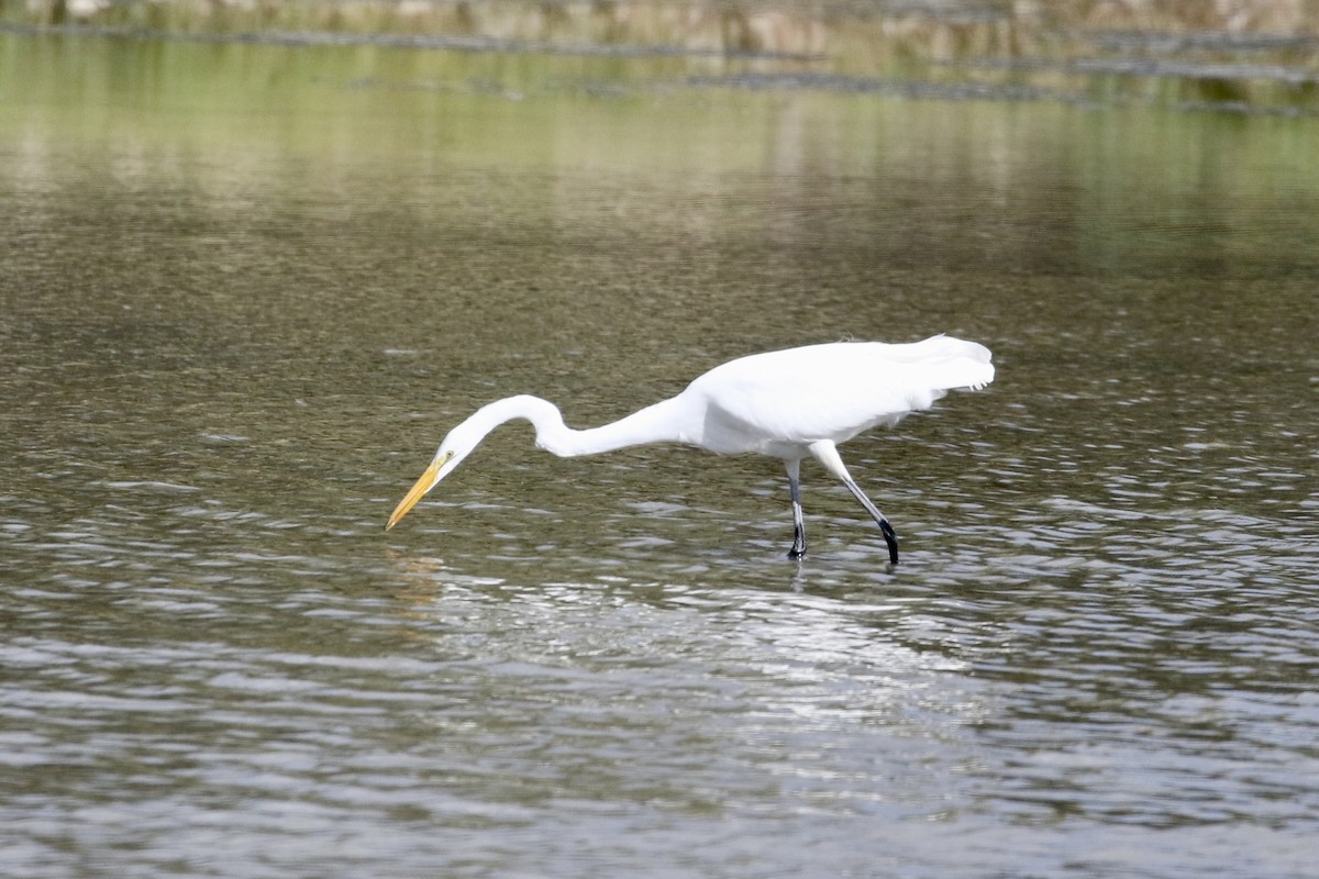 Great Egret - ML484974521