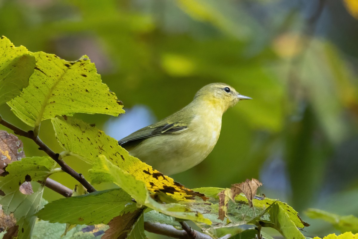 Tennessee Warbler - ML484975821