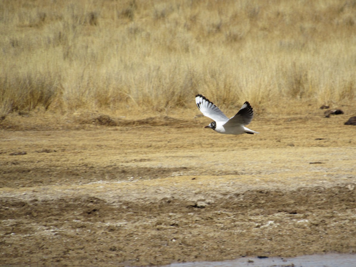 Andean Gull - ML484977031