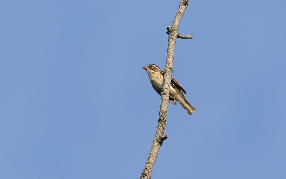 Rose-breasted Grosbeak - ML484978131