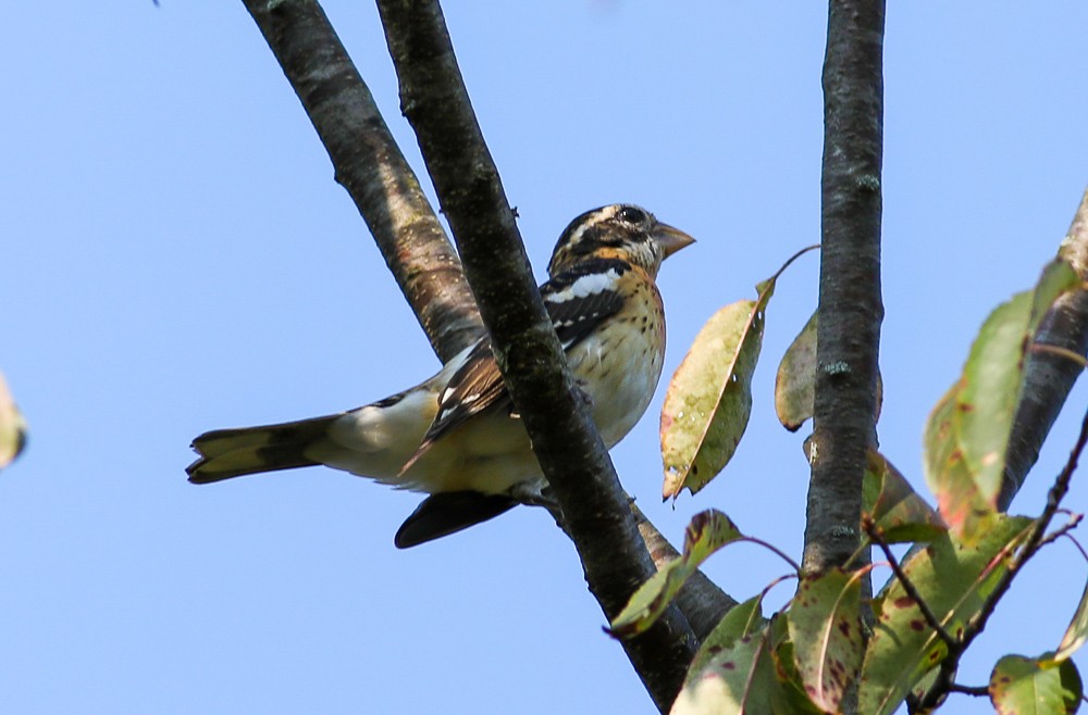 Rose-breasted Grosbeak - ML484978151