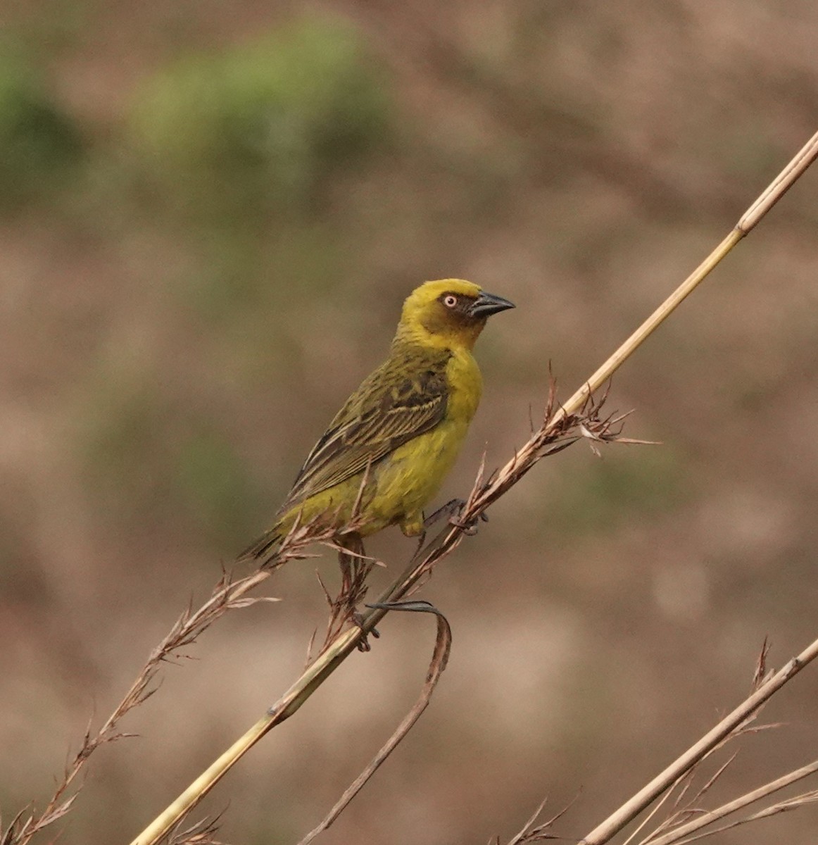 Bocage's Weaver - Steve Kornfeld