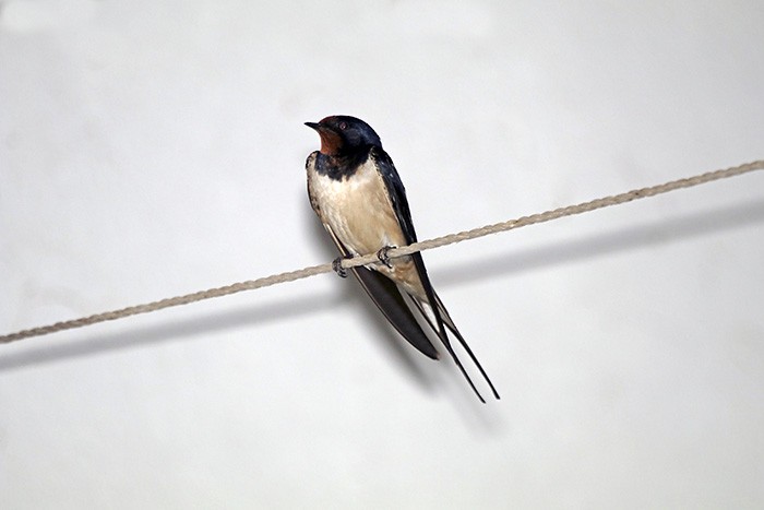 Barn Swallow - ML48498131