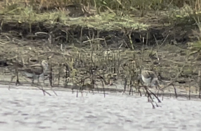 Little Stint - ML484981461