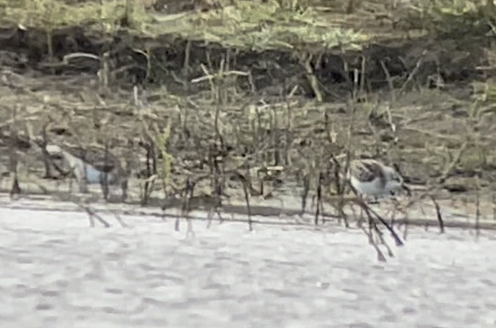 Little Stint - ML484981471