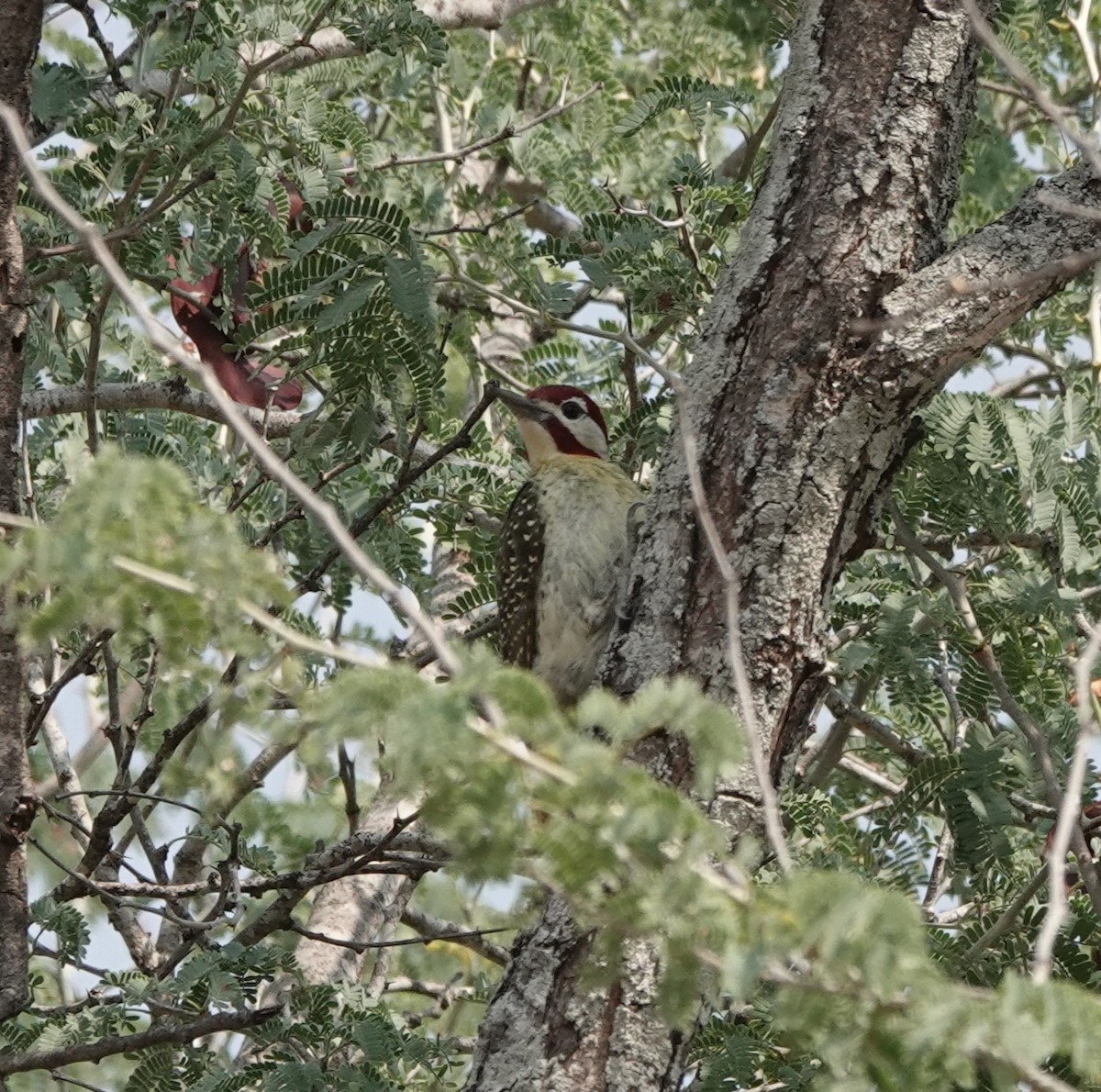 Bennett's Woodpecker - ML484981481