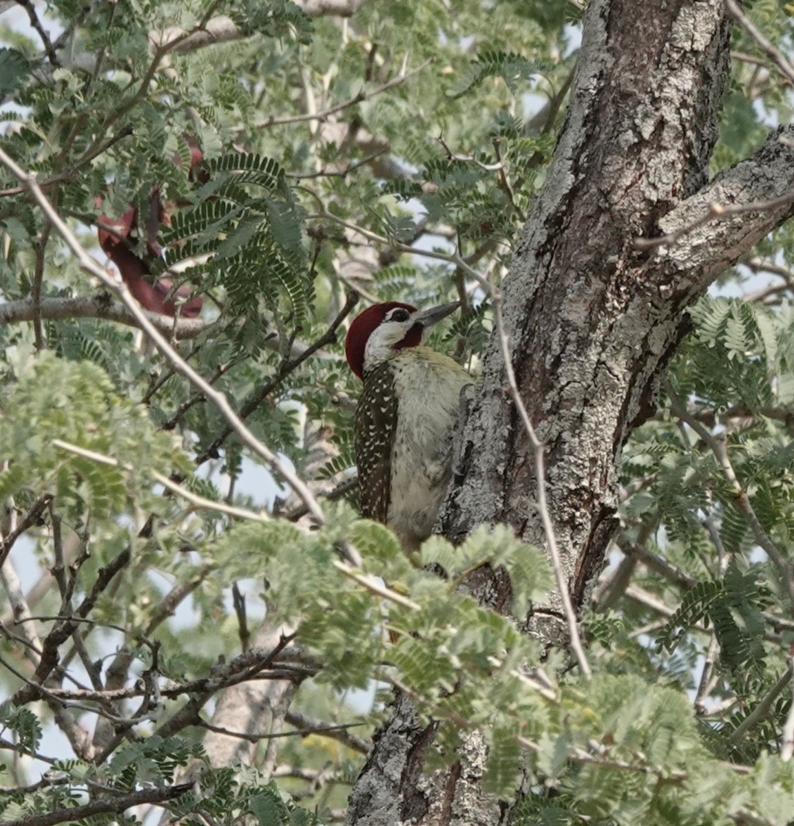 Bennett's Woodpecker - ML484981491