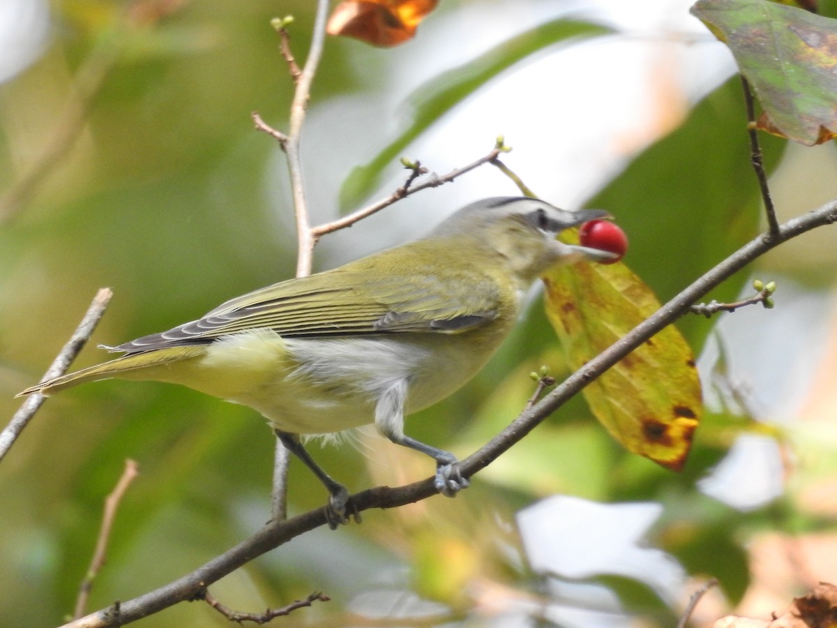 rødøyevireo - ML484981871