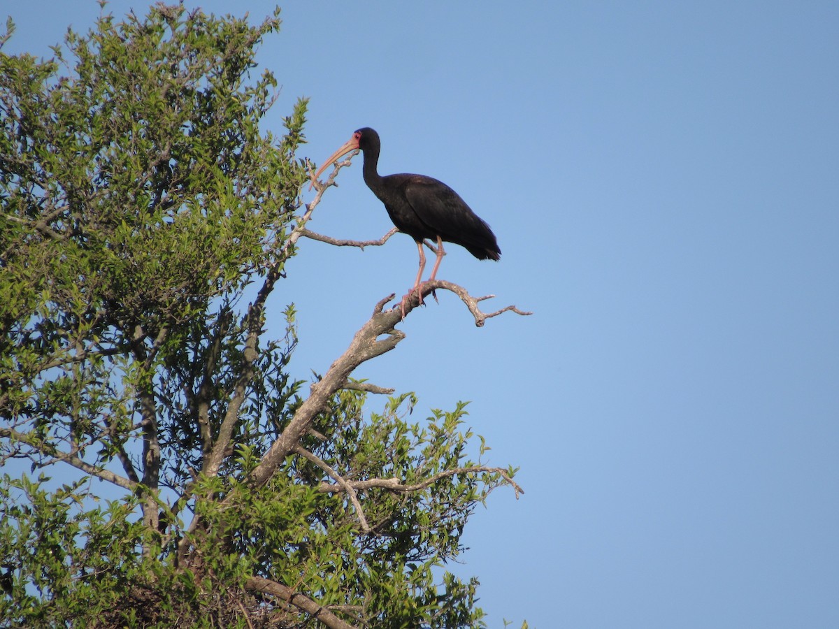 ibis tmavý - ML484982841