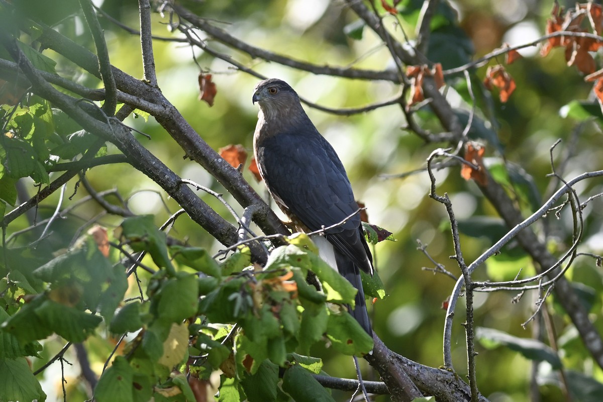 Cooper's Hawk - ML484982931