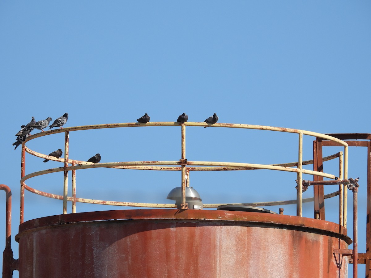 Rock Pigeon (Feral Pigeon) - ML484983011