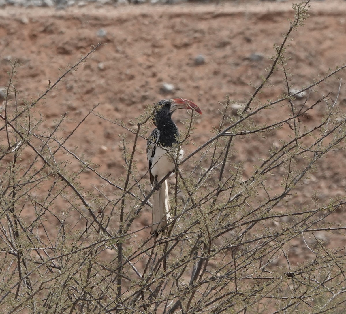 Monteiro's Hornbill - Steve Kornfeld