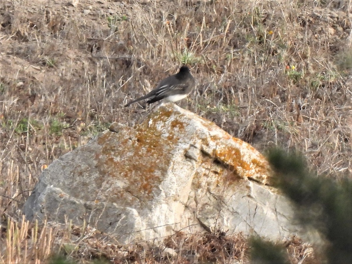 Black Phoebe - Michael I Christie