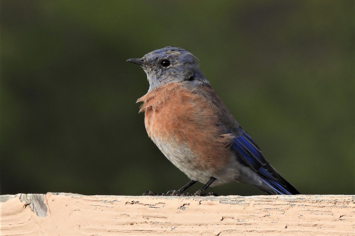 Western Bluebird - ML484983831