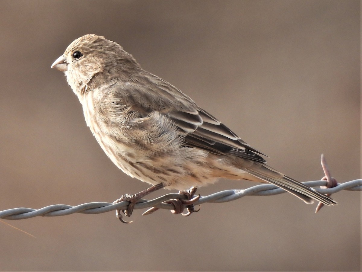 House Finch - ML484983991