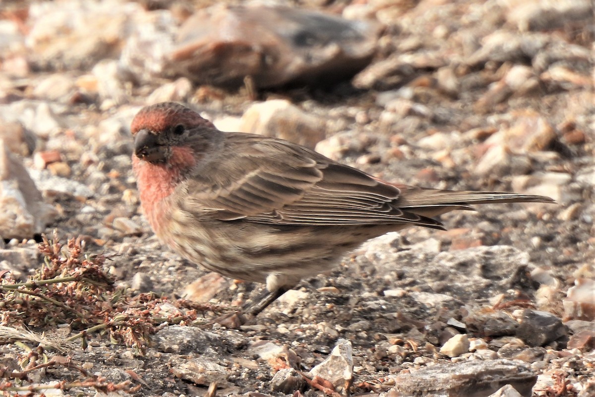 House Finch - ML484984061