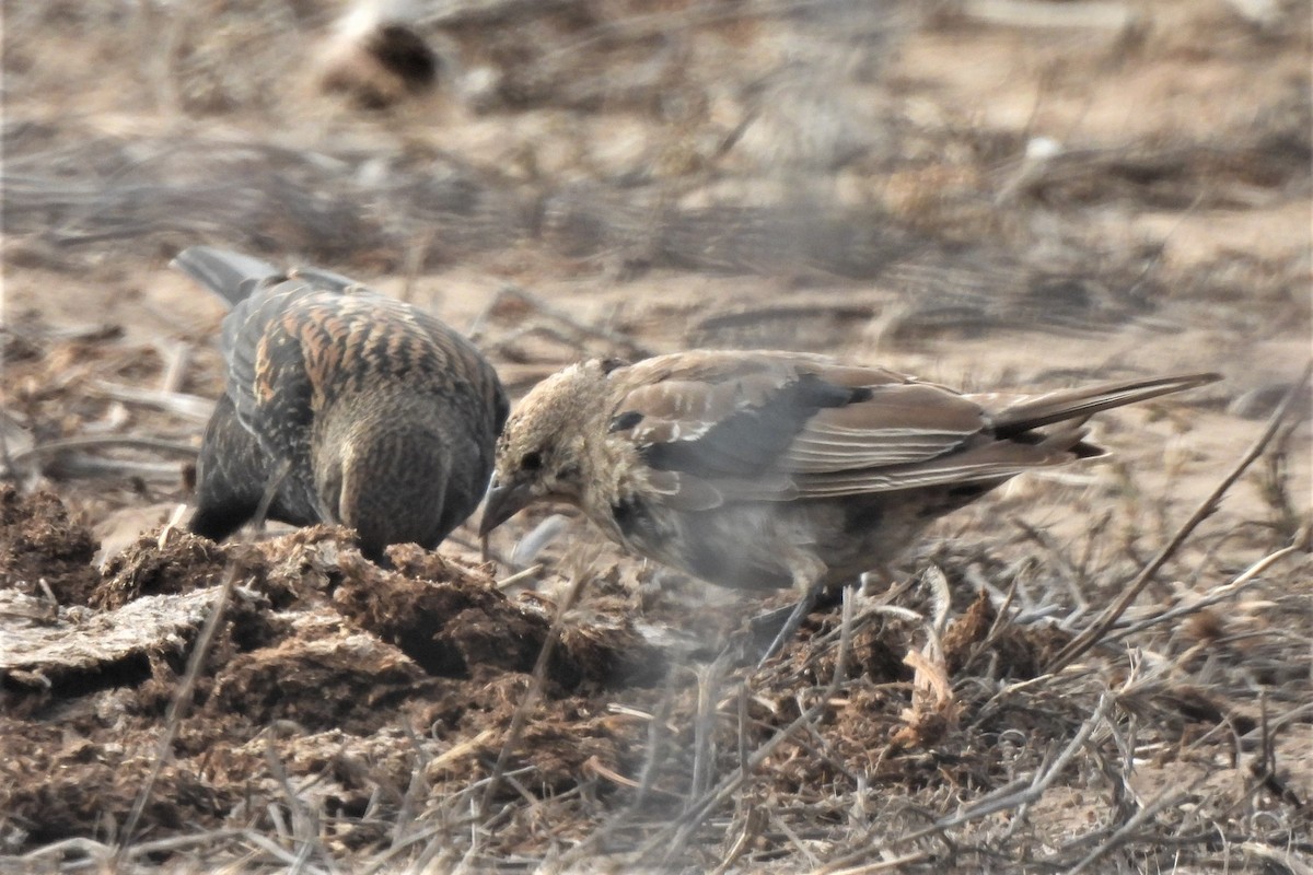 Brown-headed Cowbird - Michael I Christie