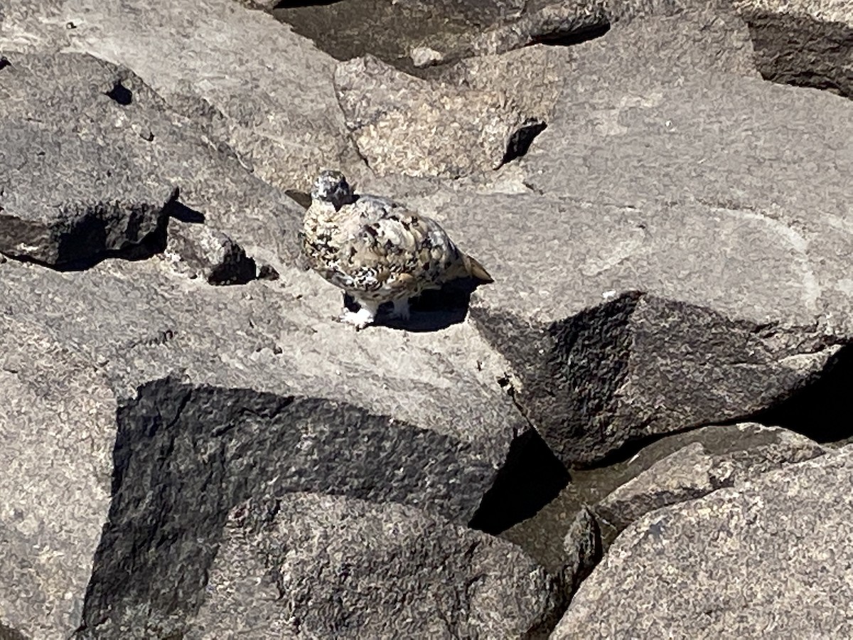 White-tailed Ptarmigan - ML484984521