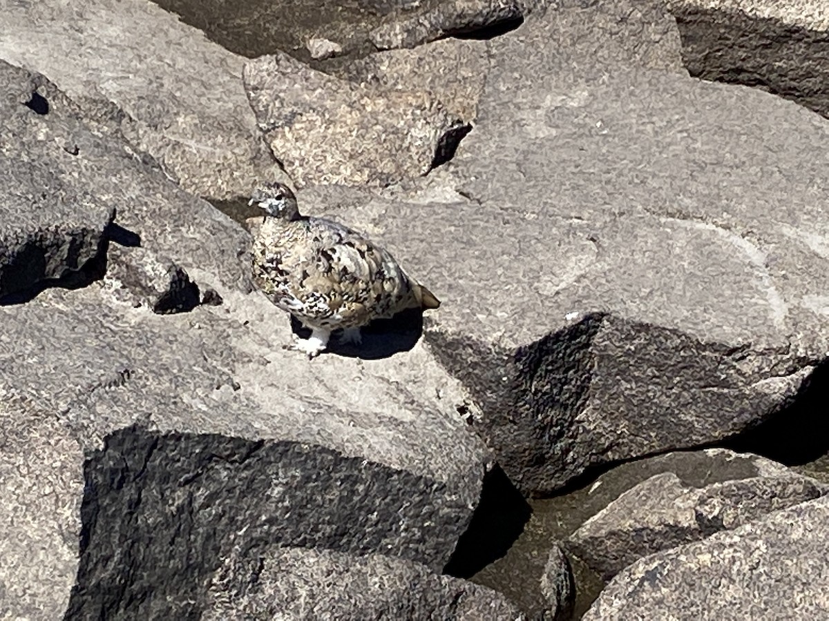 White-tailed Ptarmigan - ML484984531