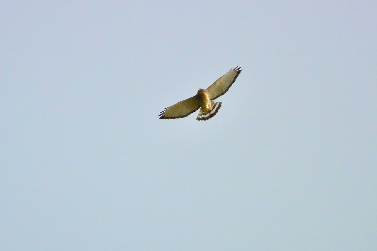 Broad-winged Hawk - Seth Honig