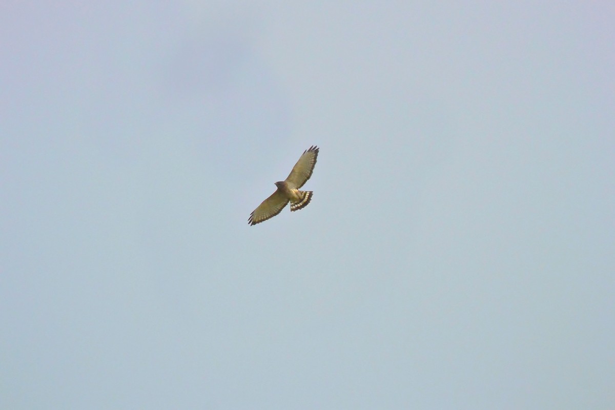 Broad-winged Hawk - Seth Honig