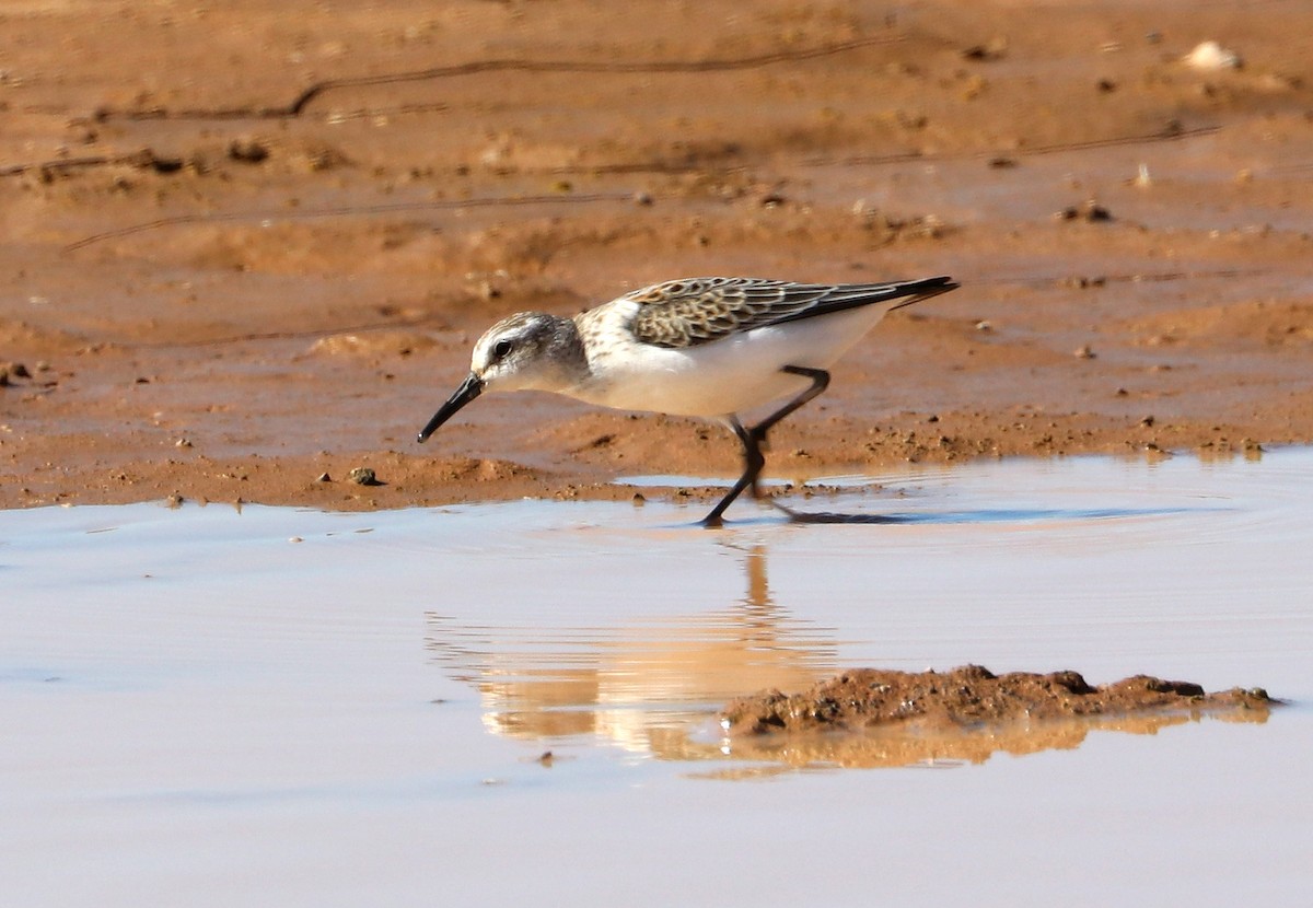 Western Sandpiper - Jason Wilder