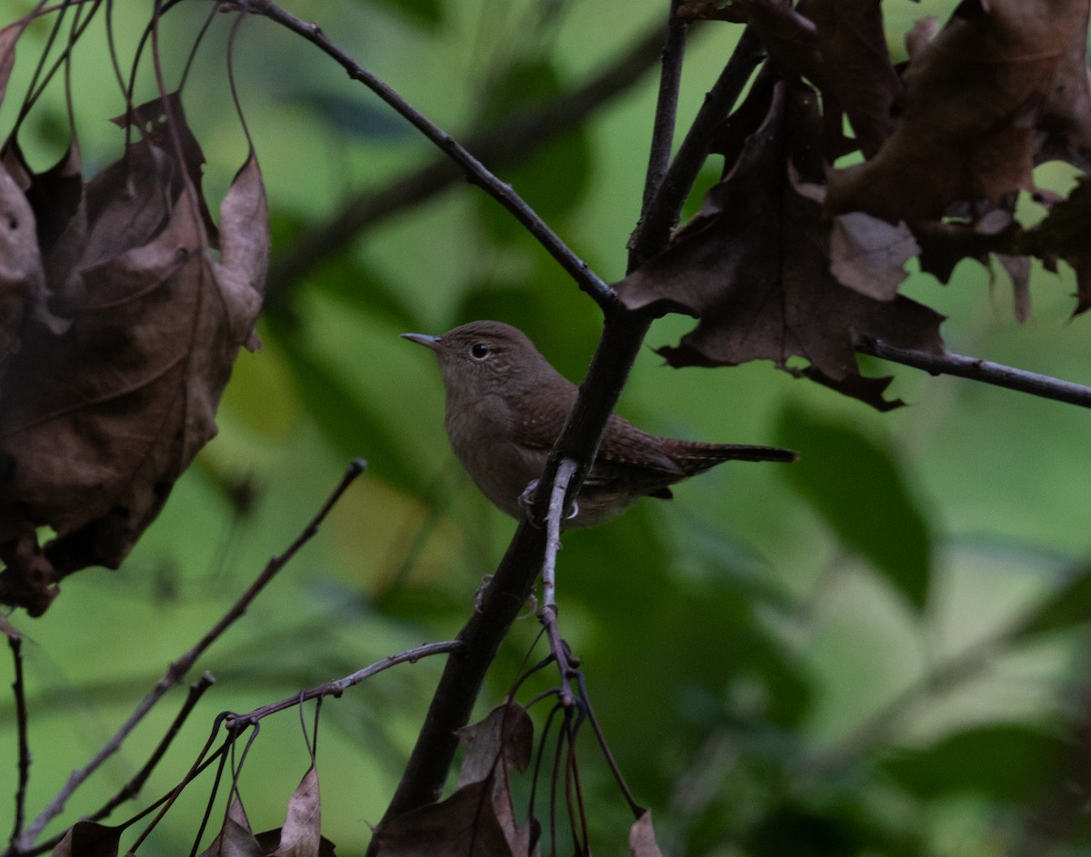 Northern House Wren - ML484989101