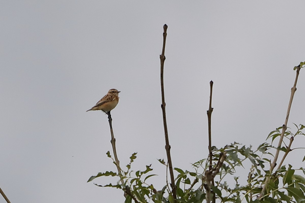 Whinchat - ML484989171