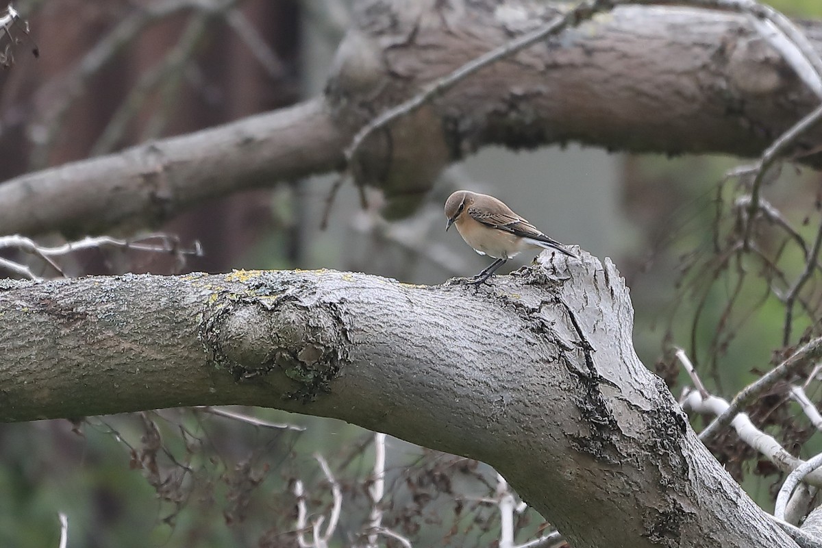 Northern Wheatear - ML484989191