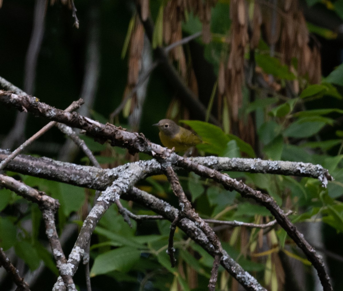 Nashville Warbler - ML484989201