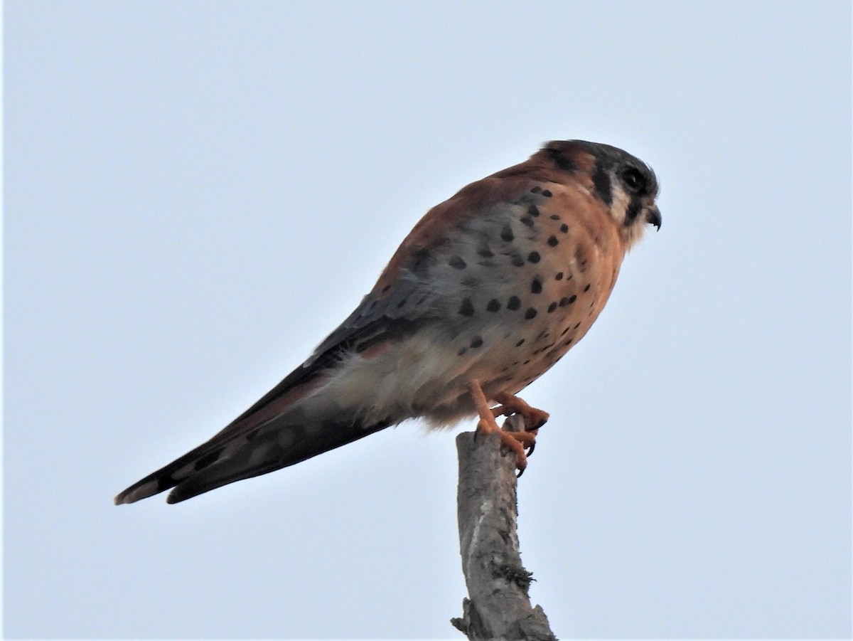 American Kestrel - ML484989391