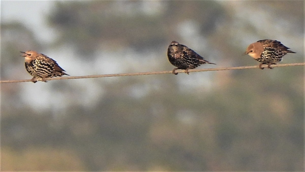 זרזיר מצוי - ML484989411