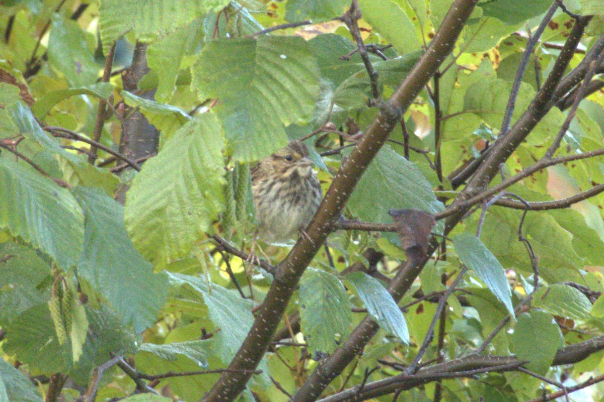 Savannah Sparrow - ML484989541
