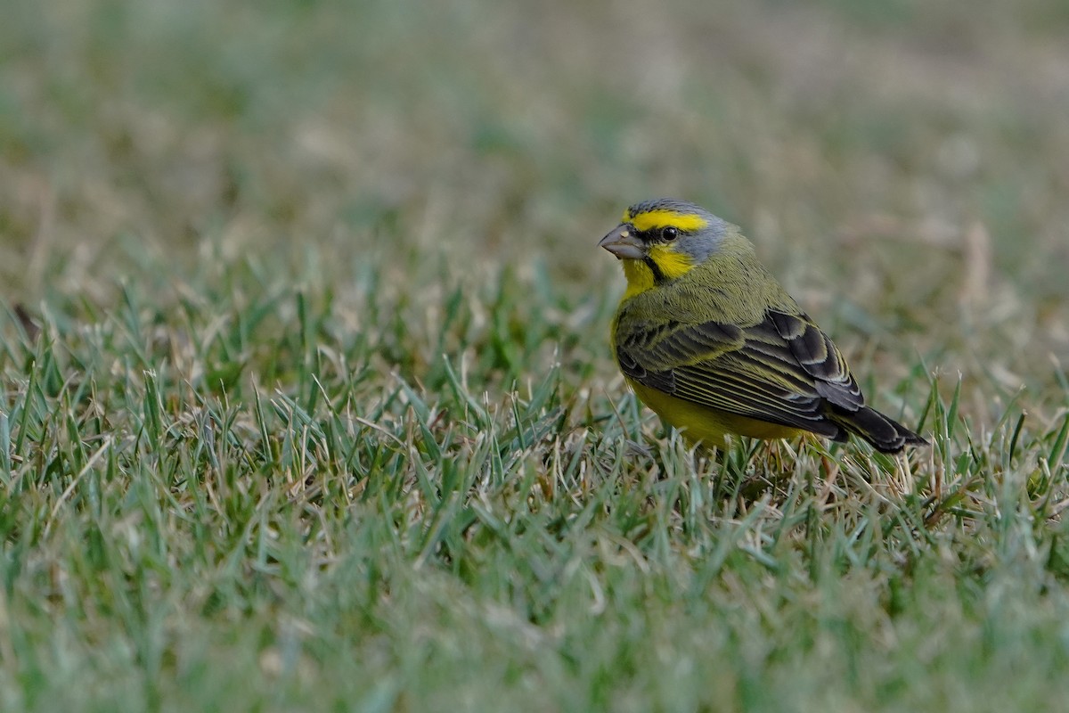 Yellow-fronted Canary - ML484990411