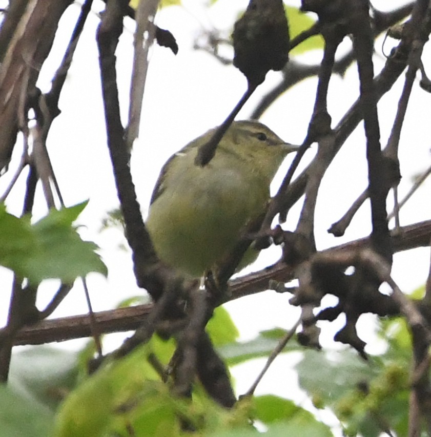 Tennessee Warbler - ML484990711