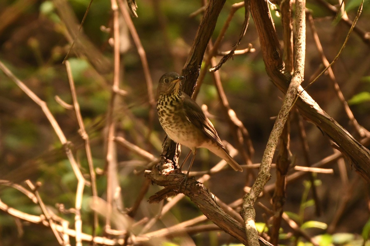 Gray-cheeked Thrush - ML484991641