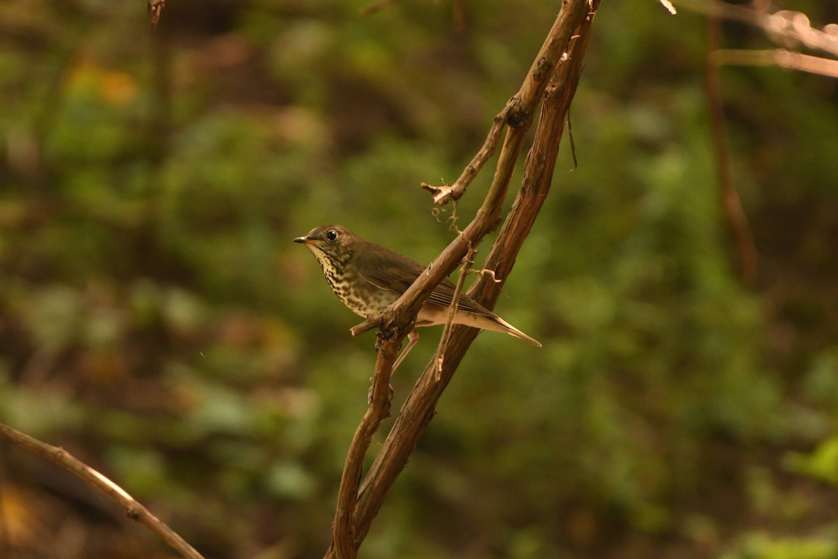 Gray-cheeked Thrush - ML484991651