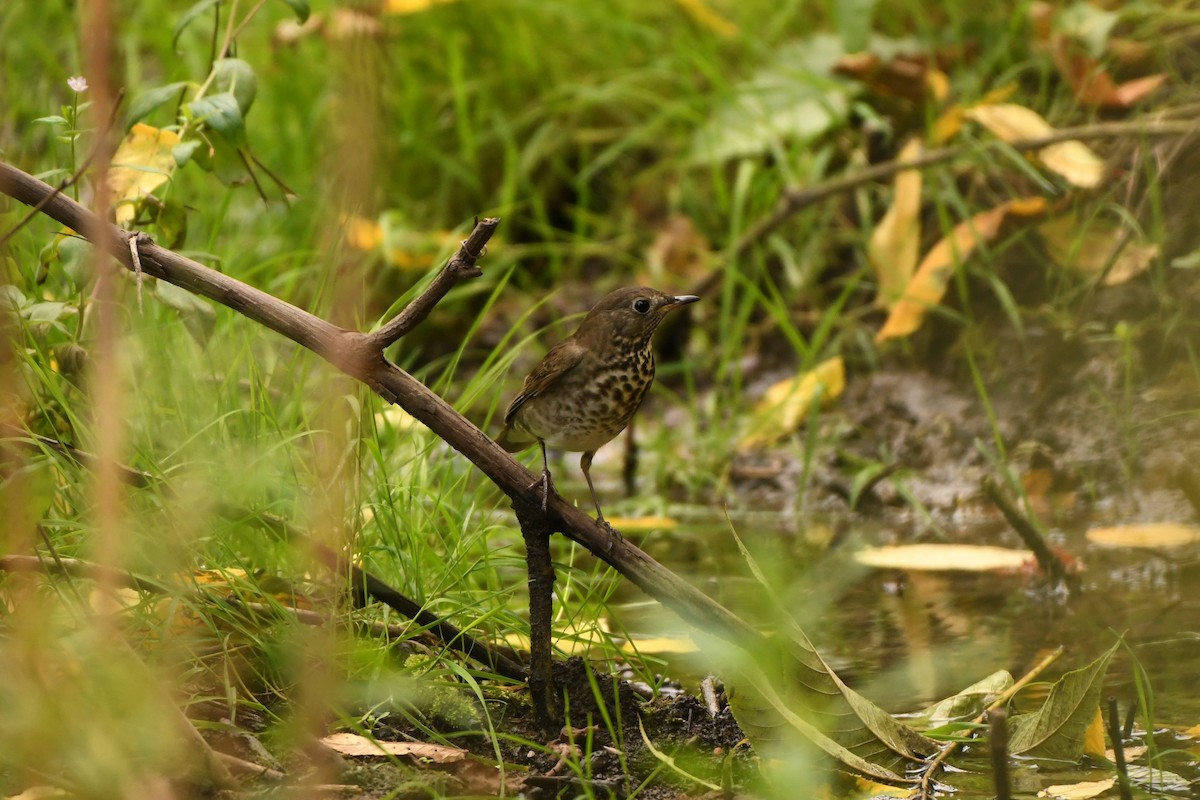 Gray-cheeked Thrush - ML484991671