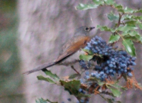 Brown-backed Solitaire - ML48499211