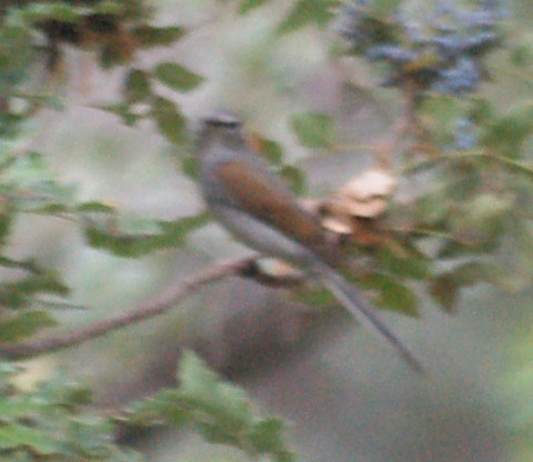 Brown-backed Solitaire - ML48499231