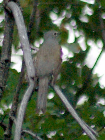 Brown-backed Solitaire - ML48499241